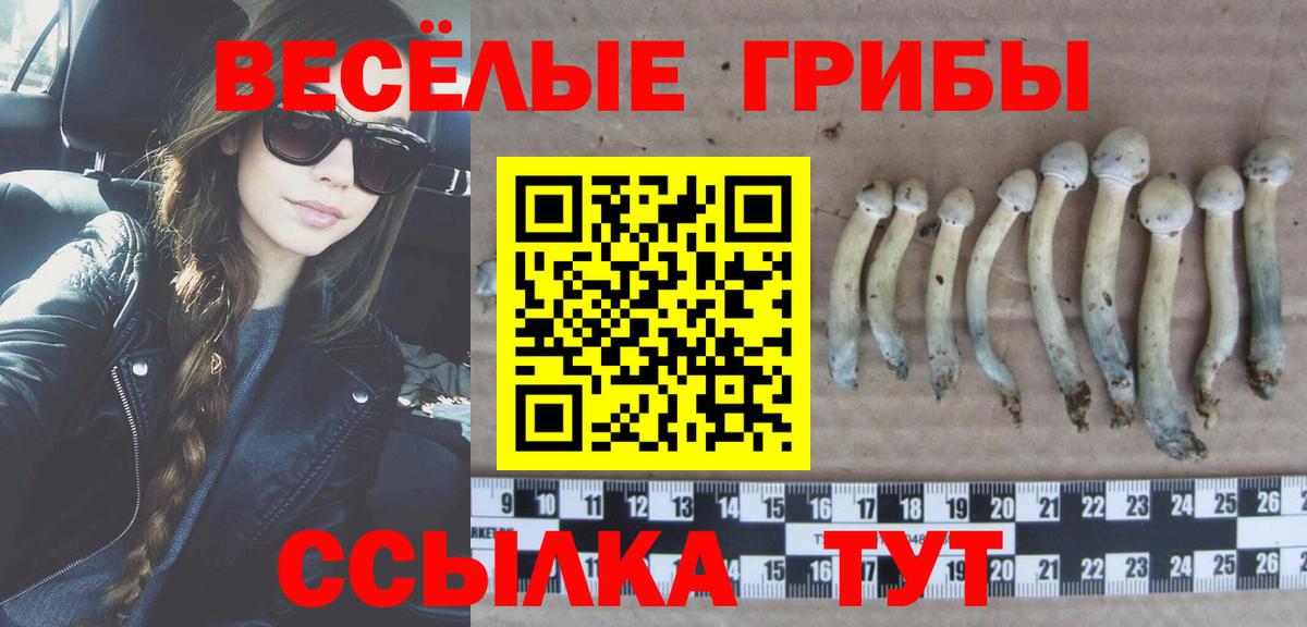Михайловка  Галлюциногенные грибы прущие грибы  где найти наркотики  Вход с VPN 
